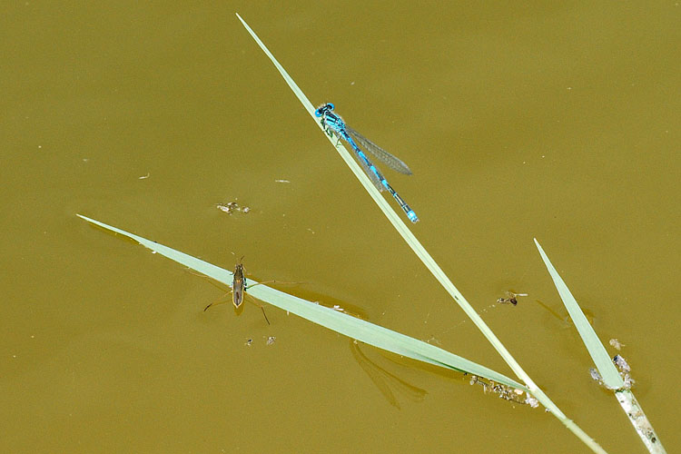 Altra damigella azzurra da identificare - Erythromma lindeni